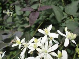 Image result for Clematis pulchra