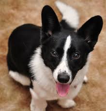 Adorable Black And White Corgi Puppy Borgi 3 Border Collie Corgi Mix Corgi Mix Corgi Mix Puppies
