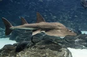 Rhina Ancylostoma Guitar Shark Boogbek Sandkruiper Shark Georgia Aquarium Fish Pet