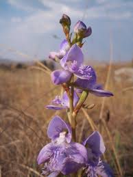 Image result for Disa baurii