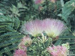 While standing closer to the pretty mimosa trees the speeding cars whiz by. Plants Of Texas Rangelands Silktree Mimosa