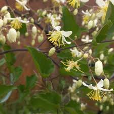 Image result for Clematis brachiata