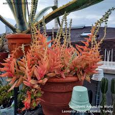 Image result for Crassula capitella