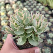 Image result for Kalanchoe rotundifolia