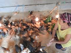 The bottomless chicken run is attached to the coop, and the chickens always have fresh ground. Backyard Poultry Farming With Vanaraja And Srinidhi Brings Food And Nutritional Security To Tribal S Of Nagaland à¤­ à¤°à¤¤ à¤¯ à¤• à¤· à¤…à¤¨ à¤¸ à¤§ à¤¨ à¤ªà¤° à¤·à¤¦