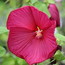 Image result for Hibiscus noldeae