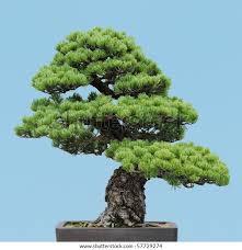 Twisted needles with bright golden tips with some of the plant having blu. 40 Best Collections Japanese White Pine Bonsai Pink Wool