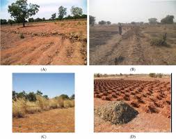 Image result for Striga baumannii