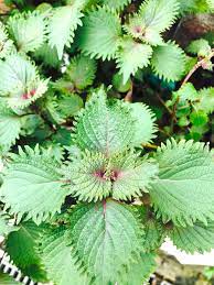 紫蘇葉新鮮只摘葉有機種植無農藥無化肥purple perilla leaf 香草herbs herbal leaves plant plants