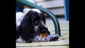We did not find results for: My Blue Roan English Cocker Spaniel Growing Up Youtube