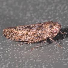 Image result for Cyphia lasiandra