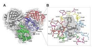The outbreak lasted approximately six months as the disease spread to more than two dozen countries in north america, south america, europe, and asia before it was stopped in july 2003. Prediction Of Novel Inhibitors Of The Main Protease M Pro Of Sars Cov 2 Through Consensus Docking And Drug Reposition Funding Tenders