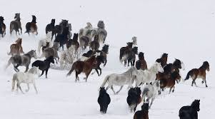 all photos european wild horse from bosnia and herzegovina near city livno wild horses horses in snow horses