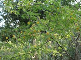 Image result for Embelia nilotica