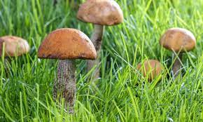 Ist es jedoch verregnet, verfault die pilzfrucht schnell und die pilze haben sehr viele maden. Pilze Im Garten Selbst De