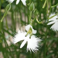 Image result for Habenaria petitiana