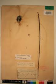 Image result for Landolphia lanceolata