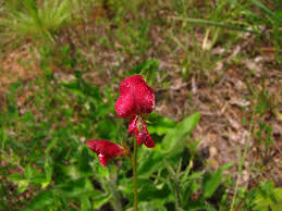 Image result for Tephrosia polystachya