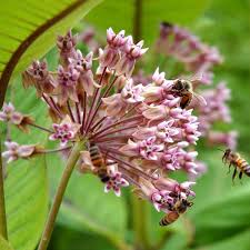 Common Milkweed Seeds Milkweed Seeds Milkweed Plant Bee Friendly Plants