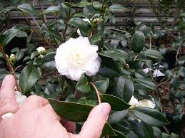 Photo Of Miniature Camellia Camellia Japonica Mansize Uploaded By Thecitrusguy Plants Japonica Garden Plants