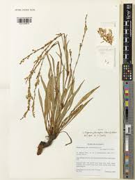 Image result for Oxygonum dregeanum