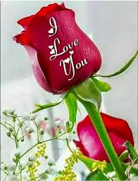 Aleem Khan Good Night Love Quotes Good Night Sweet Dreams Flowers For You