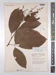 Image result for Sorindeia juglandifolia