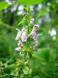 Image result for Stachys nemorivaga