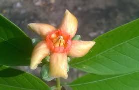 Image result for Wrightia