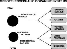 Vta gehirn der entorhinale garnelen schwanger ist die eingangspforte des hippocampus und damit states of america. Parkinsonism Related Disorders