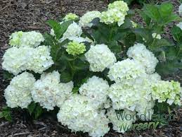 Posts About Shade Tolerant On Woodleigh Nursery Hydrangea Macrophylla Hydrangea Hydrangea Garden
