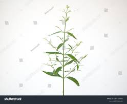 Image result for Rhinacanthus zambesiacus