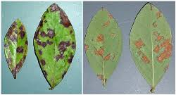Blueberry Rust