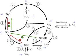 Carbon cycle color number science distance learning coloring page. Nitrogen Cycle An Overview Sciencedirect Topics
