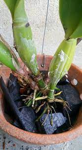 Orkid dendrobium dan cara penjagaan. Cara Tanam Orkid Cattleya Untuk Elak Masalah Akar Mudah Reput Impiana