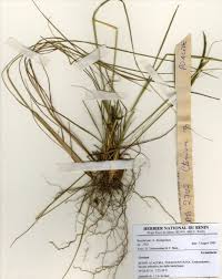 Image result for Ctenium newtonii