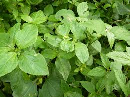 Image result for Synedrella nodiflora