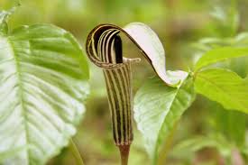 Image result for Arisaema mildbraedii