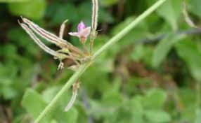 Image result for Desmodium scorpiurus