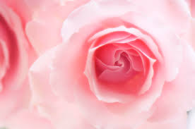 Image result for Rosa sp.