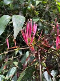 Image result for Tapinanthus constrictiflorus
