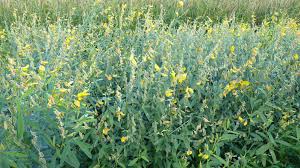 Image result for Crotalaria juncea