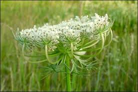 Image result for Daucus carota