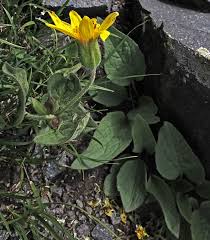 Image result for Ficalhoa laurifolia