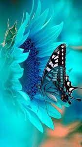 1 Monaco Blue Spring Color Trend 2013 Beautiful Butterflies Butterfly Beautiful Creatures
