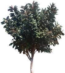 Pin On Tree Cut Out Cambodian Plants
