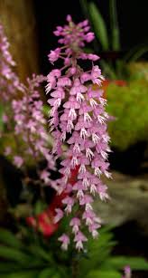 Image result for Stenoglottis