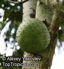 The soursop, the tree that produces graviola or soursop comes from the depths of the amazon rainforest. Annona Muricata Soursop Guanabana Graviola Korosol Corosol Toptropicals Com