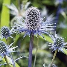 Buy sea holly and get the best deals at the lowest prices on ebay! Eryngium Alpinum Sea Holly Flower Seeds From D T Brown