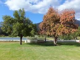 Miticides or thus, if a particular insect like a borer beetle is not listed on a product labeled for use on trees and shrubs but. Common Pests Diseases On Trees And How To Treat Them Trees Sa